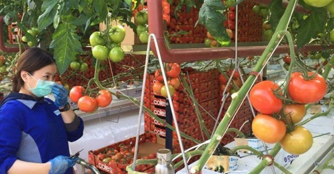 Nhà kính trồng cà chua bằng nước biển đầu tiên trên thế giới