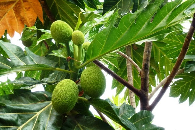 10 lợi ích sức khỏe của cây sa kê