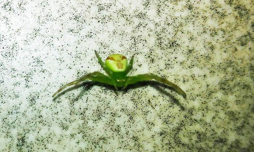Nhện ngoài hành tinh gây hoang mang ở Nga