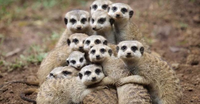 Tìm ra loài vật tàn nhẫn nhất thế giới