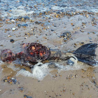 Phát hiện thi thể đẫm máu của "nàng tiên cá" trên bãi biển Anh