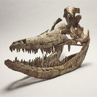 Hóa thạch "rồng biển" thống trị đại dương kỷ Jura