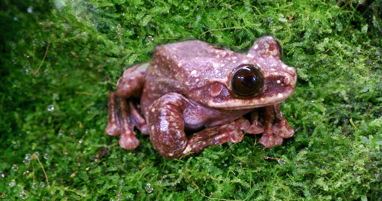 Chú ếch 