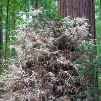 Cây ma bí ẩn không cần quang hợp trong rừng Mỹ