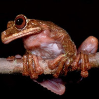 Tìm hiểu về loài ếch Rabbs vừa mới tuyệt chủng