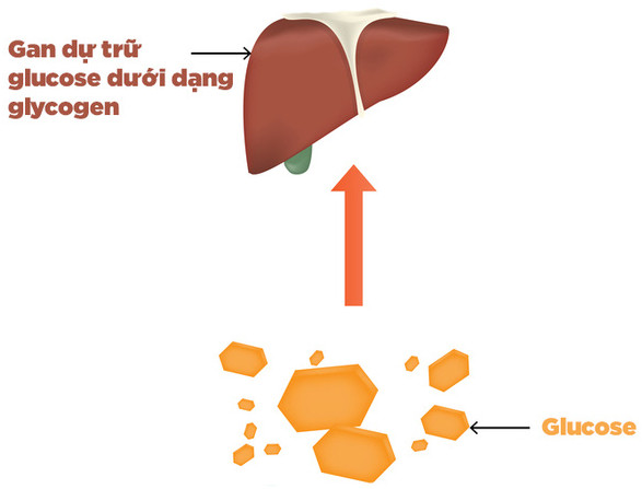 Tìm hiểu về carbohydrate, điều mà mọi người cần biết