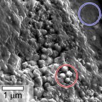 Dùng "kính hiển vi điện tử quét" để tìm kiếm vật mẫu sinh học trên sao Hỏa