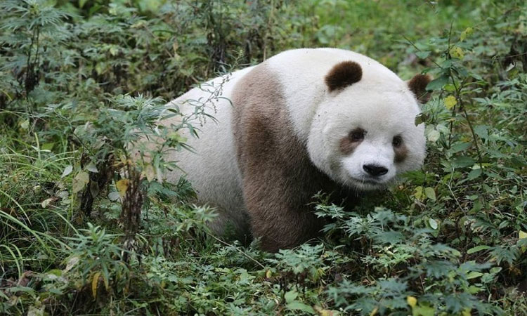 Gấu trúc nâu duy nhất trên thế giới ăn 40kg tre mỗi ngày
