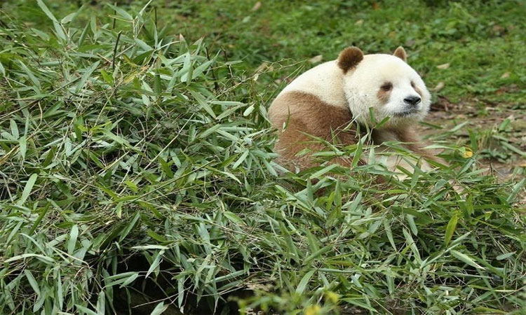 Gấu trúc nâu duy nhất trên thế giới ăn 40kg tre mỗi ngày