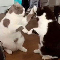 Video: Xem mèo chơi trò vỗ tay theo nhịp