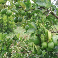 Những loại trái cây không hạt thu lời "khủng" của dân Việt