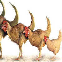 Các nhà khoa học tái tạo phôi thai khủng long từ DNA của gà