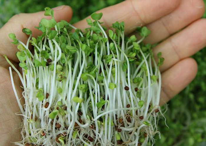 6 món ngon nhưng dễ gây ngộ độc