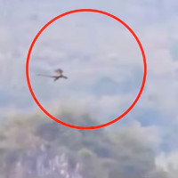 Video: Sinh vật nghi là rồng bay trên đỉnh núi Trung Quốc