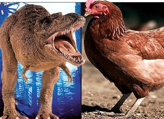 Các nhà khoa học tái tạo phôi thai khủng long từ DNA của gà