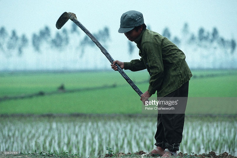 Cậu bé nông dân trên cánh đồng ngoại ô Hà Nội.