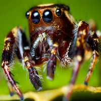 Loài nhện có thể “nghe” thấy tiếng con người