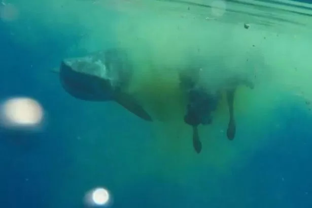 Con cá mập hổ nhanh chóng "làm thịt" bò zebu.