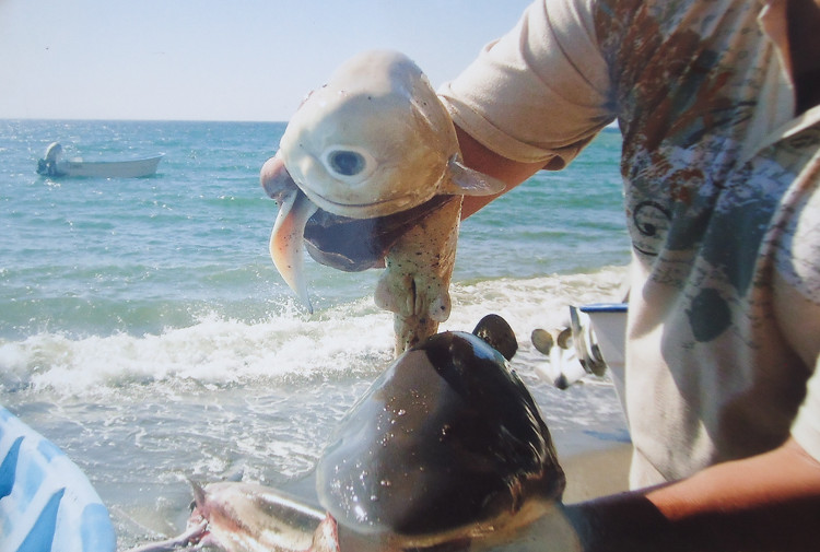 Đây chính là con cá mập một mắt được đưa tin trên National Geographic vào tháng 10/2011.