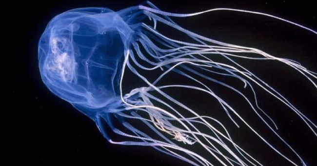 20 sinh vật nguy hiểm nhất thế giới gây chết người trong tích tắc (phần 1)