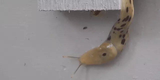 Karl đã tăng tốc video lên gấp 20 lần và 40 lần, giúp cho con sên như đang "lướt" đi trên tường.