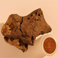 Viên đá lạ được xác định là hóa thạch não khủng long