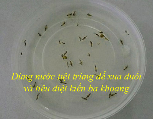 Cách xử lý vết thương do kiến ba khoang gây ra đơn giản mà nhanh