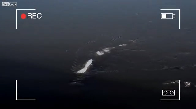 Sinh vật biển ẩn hiện dưới làn nước sông Alaska. Sinh vật biển ẩn hiện dưới làn nước sông Alaska.