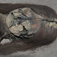 Chile tìm kiếm sự hỗ trợ để bảo tồn các xác ướp cổ nhất thế giới