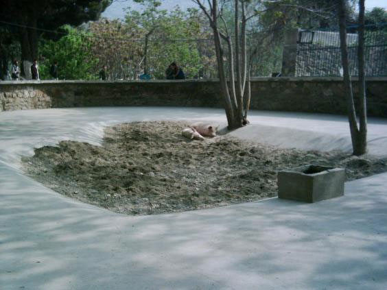 Quốc gia chỉ có đúng một con lợn