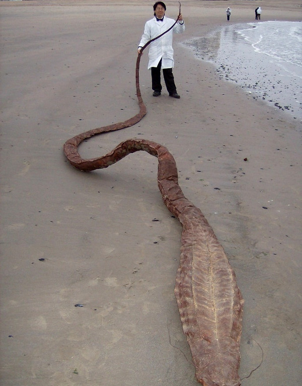 Phát hiện xác 