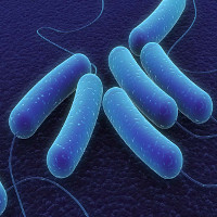 Điểm danh những loại vi khuẩn cực có lợi cho con người