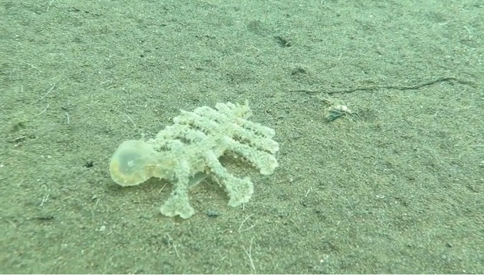 Sinh vật lạ được du khách phát hiện dưới đáy biển Bali.