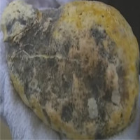 Ngư dân Oman tìm thấy long diên hương 80kg giá 3 triệu USD
