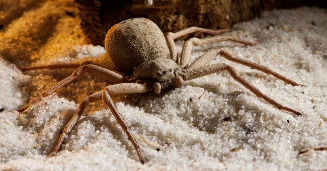 "Quái vật 6 mắt" và nọc độc khiến con người vỡ tung mạch máu