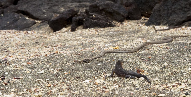 Con rắn độc nhanh chóng trườn xuống bên cạnh chú kỳ nhông con.  Con rắn độc nhanh chóng trườn xuống bên cạnh chú kỳ nhông con.