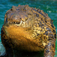 Về mặt sinh học, cá sấu là loài bất tử?