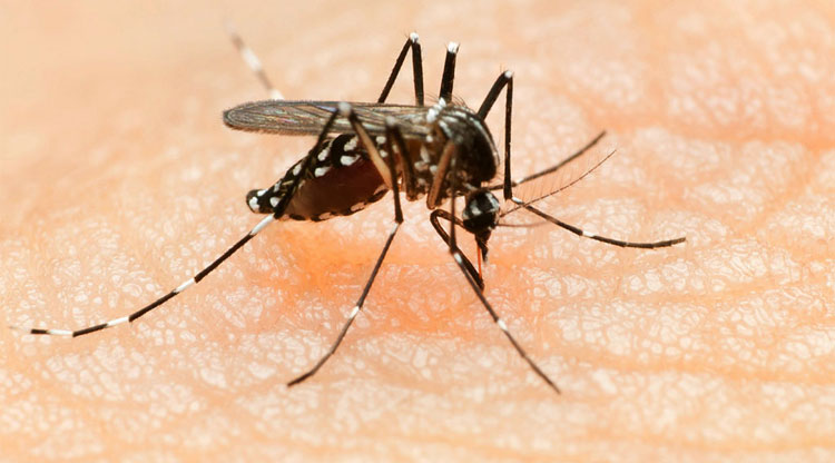 Thắc mắc phổ biến khi virus Zika lan rộng ở Sài Gòn