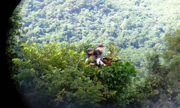 Bất ngờ phát hiện 3 đàn voọc chà vá chân nâu quý hiếm
