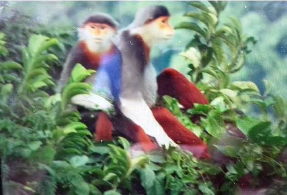 Bất ngờ phát hiện 3 đàn voọc chà vá chân nâu quý hiếm