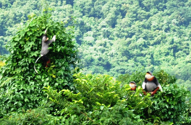 1 trong 3 đàn voọc chà vá chân nâu quý hiếm tại rừng phòng hộ Bắc Hải Vân vừa được tìm thấy. 