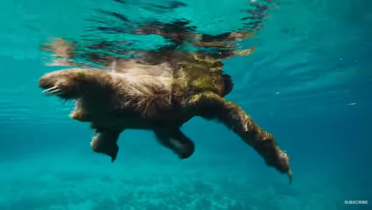 Đến con lười cũng phải bơi xa để tìm kiếm bạn tình của mình.