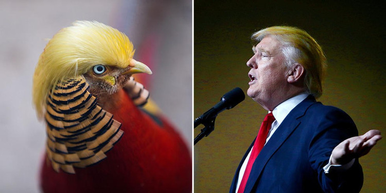 Chú chim trĩ bất ngờ nổi tiếng vì kiểu tóc giống ông Donald Trump