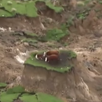 New Zealand cứu đàn bò kẹt trên gò nhỏ sau động đất