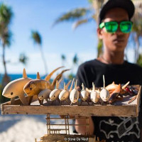 Nhờ có cá mập, đảo ngọc du lịch tại Philippines hồi sinh thần kì