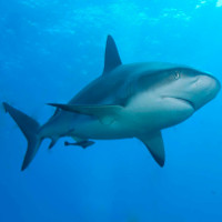 Các nước EU cho phép đánh bắt cá mập phục vụ công tác nghiên cứu