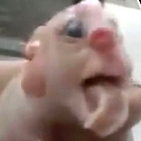 Kì dị lợn sinh ra với bộ phận sinh dục trên mũi