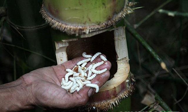 Sợ hãi sinh vật lạ trong ống tre được dân địa phương coi như của quý