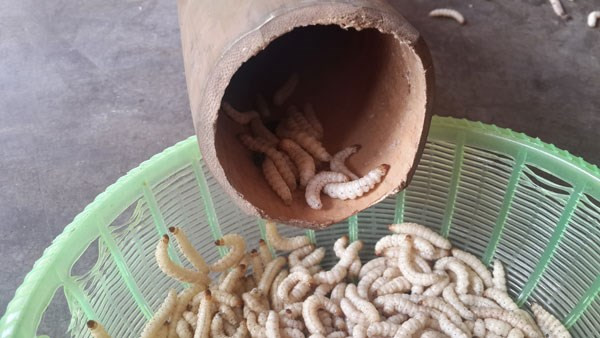 Sợ hãi sinh vật lạ trong ống tre được dân địa phương coi như của quý