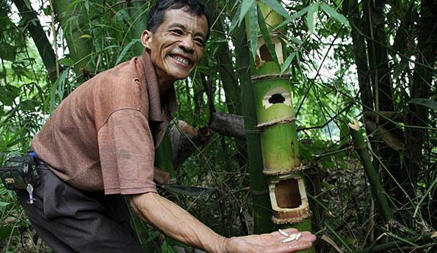 Sợ hãi sinh vật lạ trong ống tre được dân địa phương coi như của quý